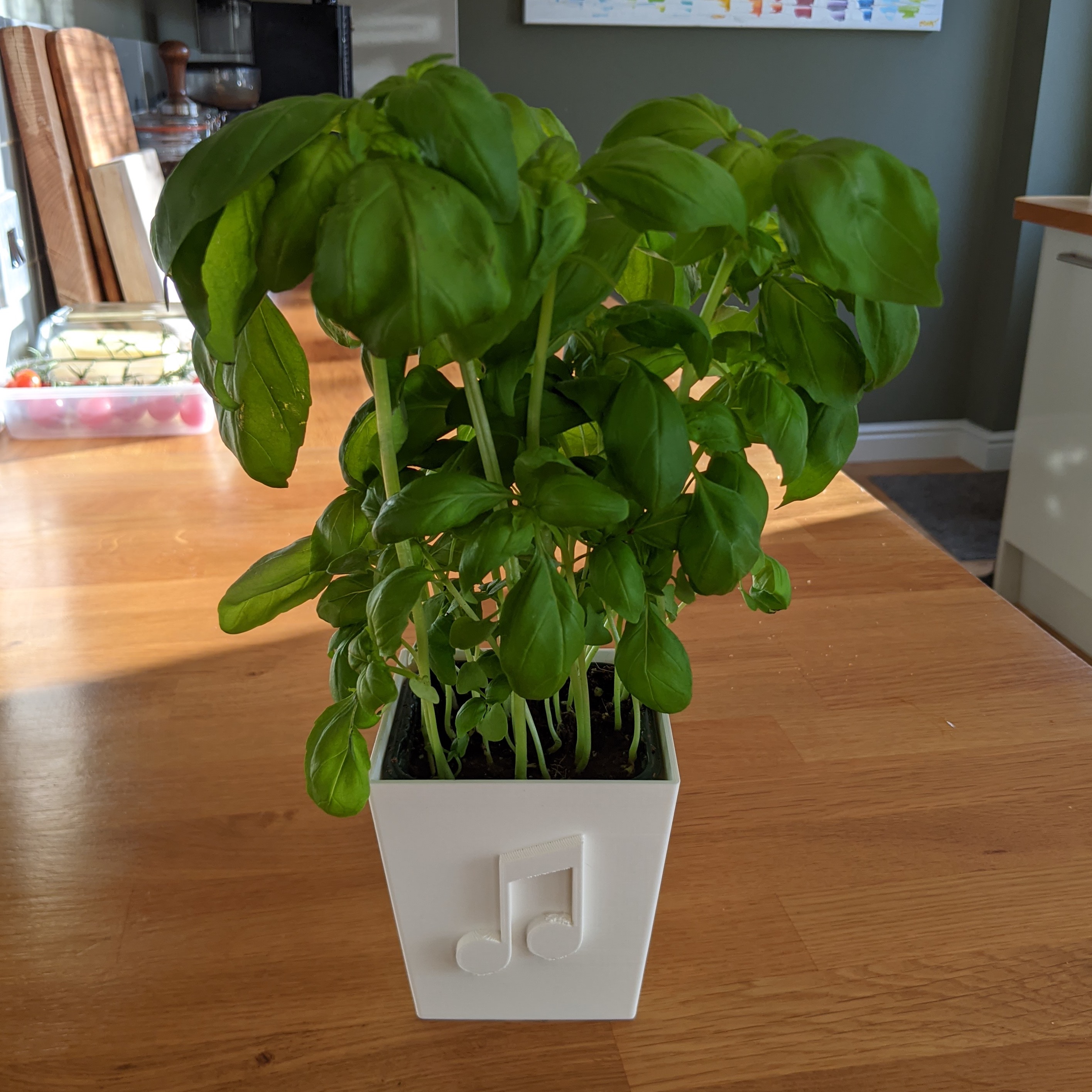 Plant Pot for Kitchen Herbs