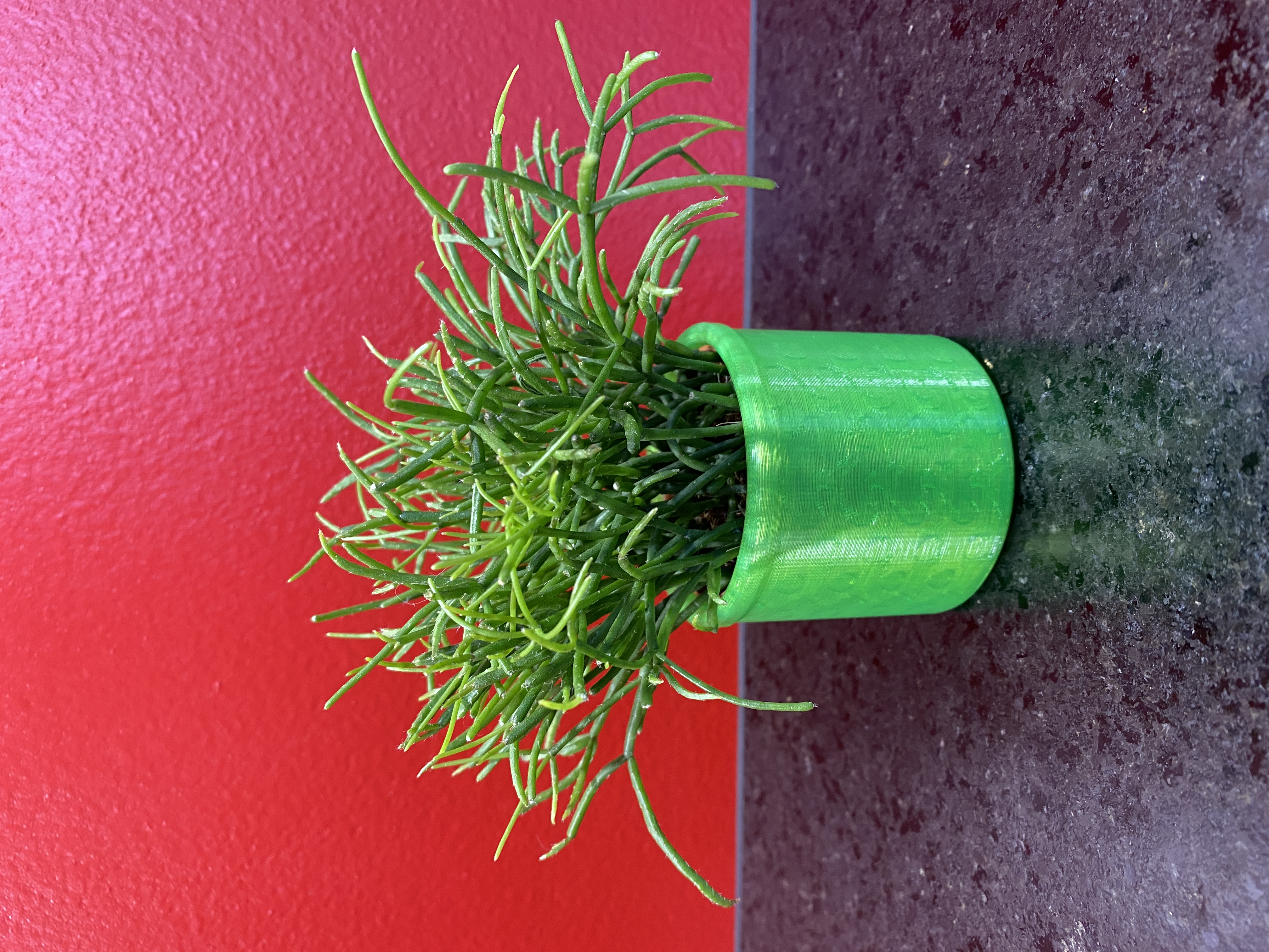 Plant Pot - Cactus Gui