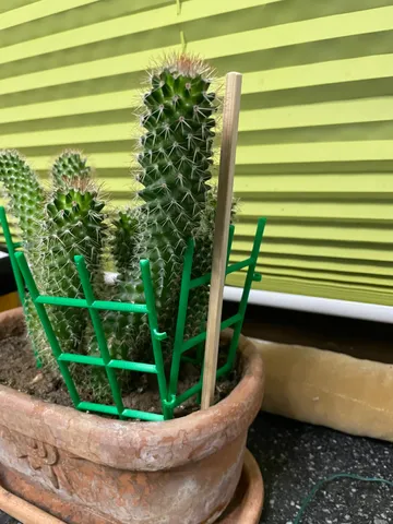 Support for cactus / plants