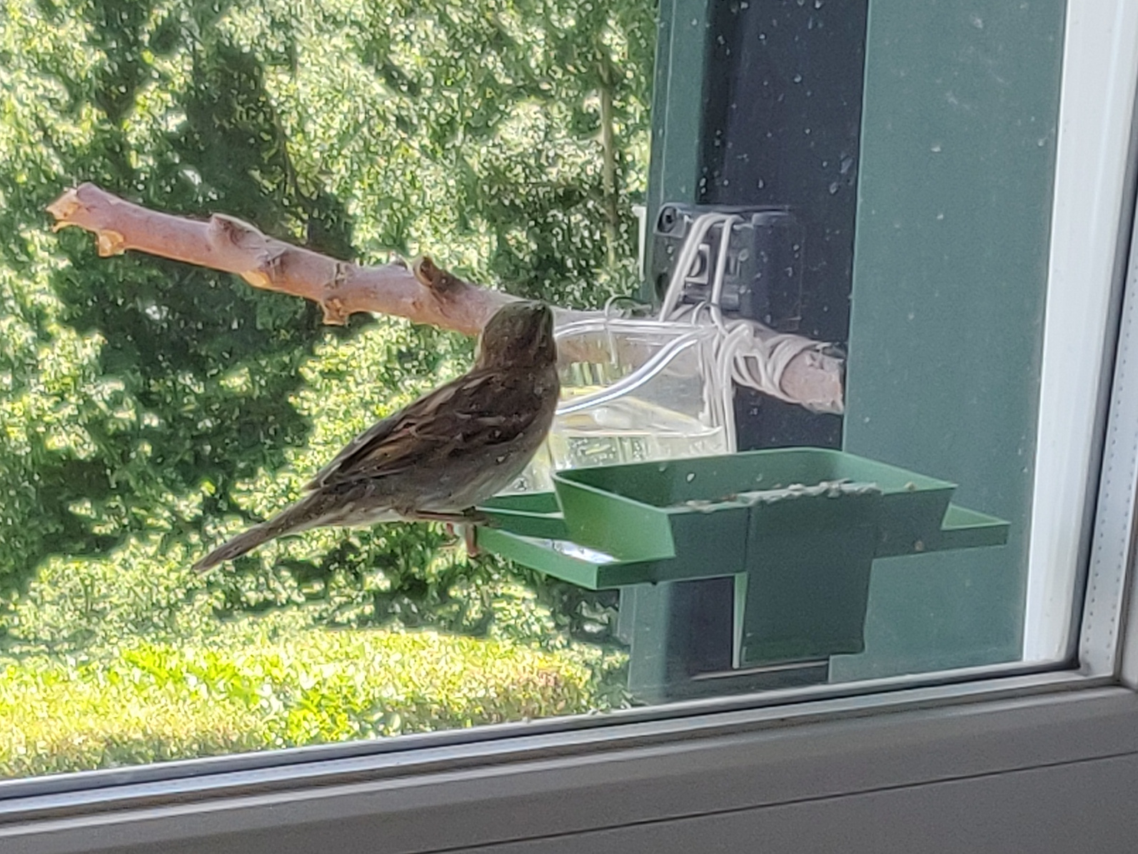 Bird window feeder
