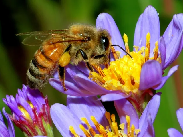 Honey Bee Hex cup