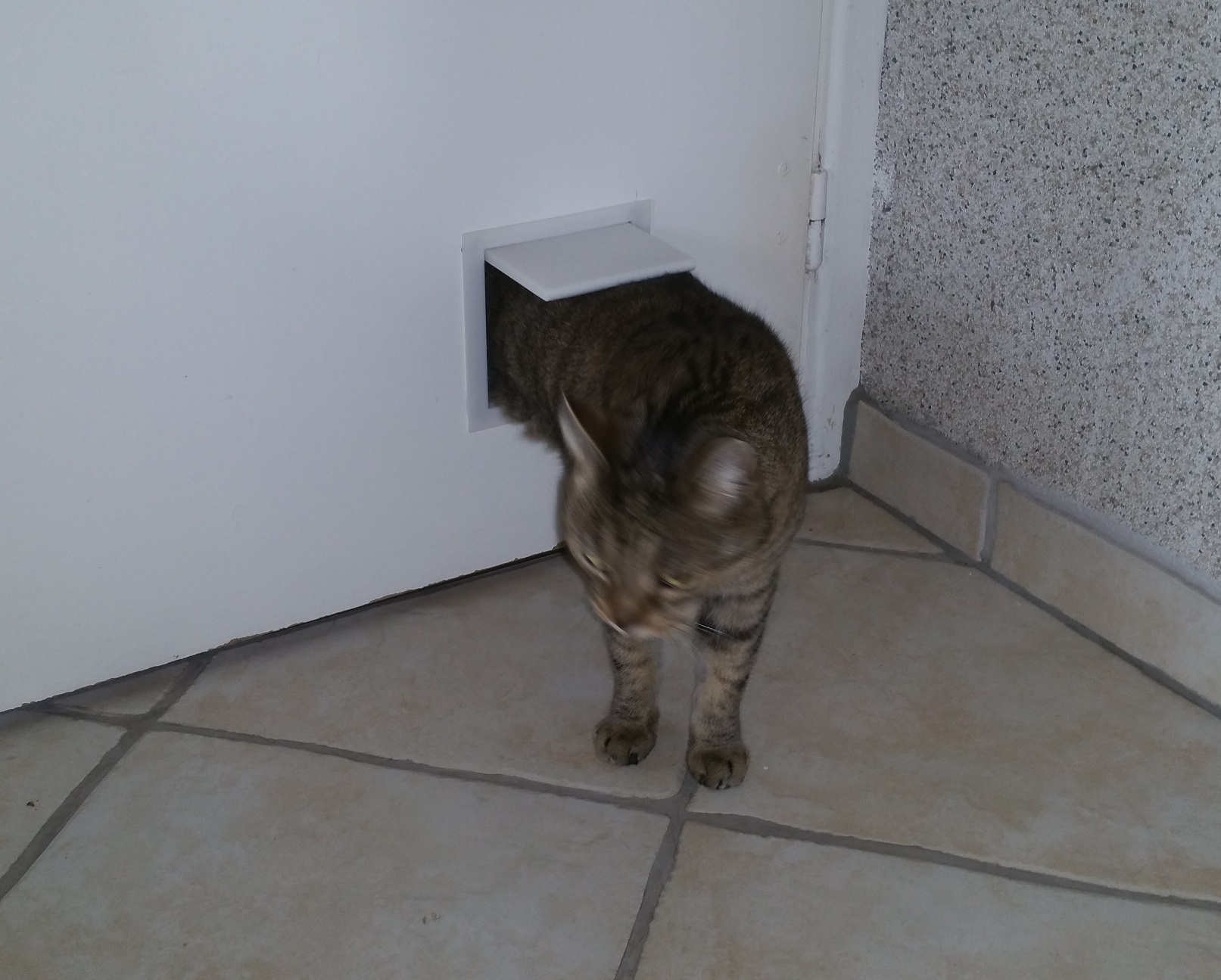 cat door by Merandey | Download free STL model | Printables.com