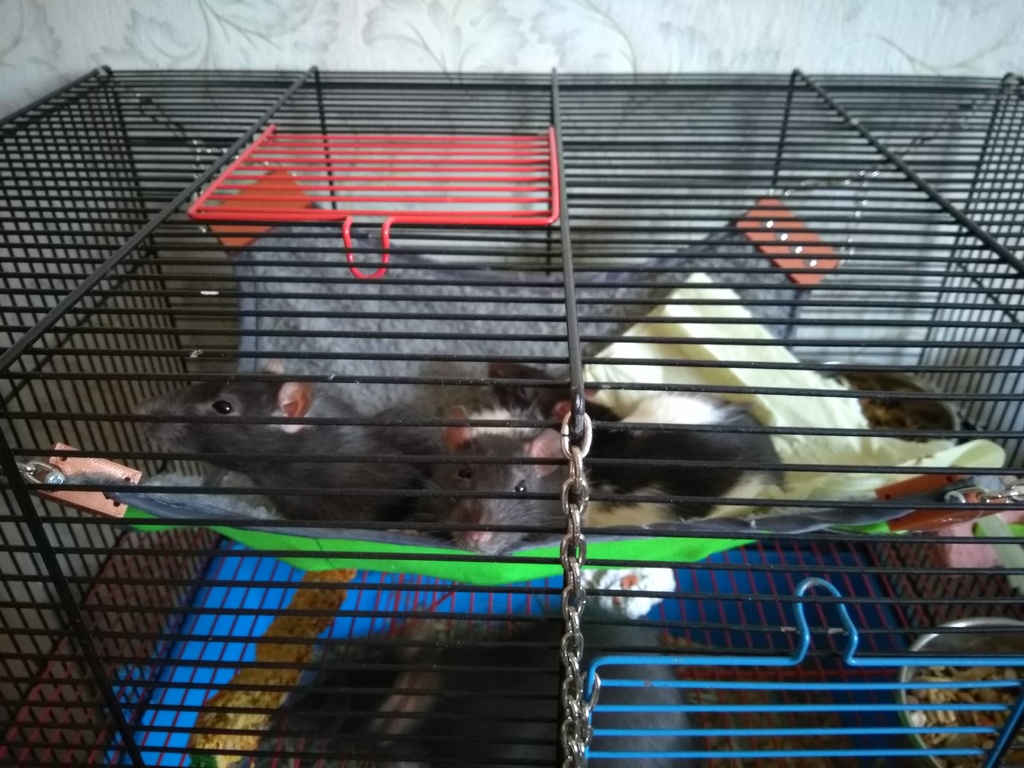 Hammock prosthesis — thumbnail 3