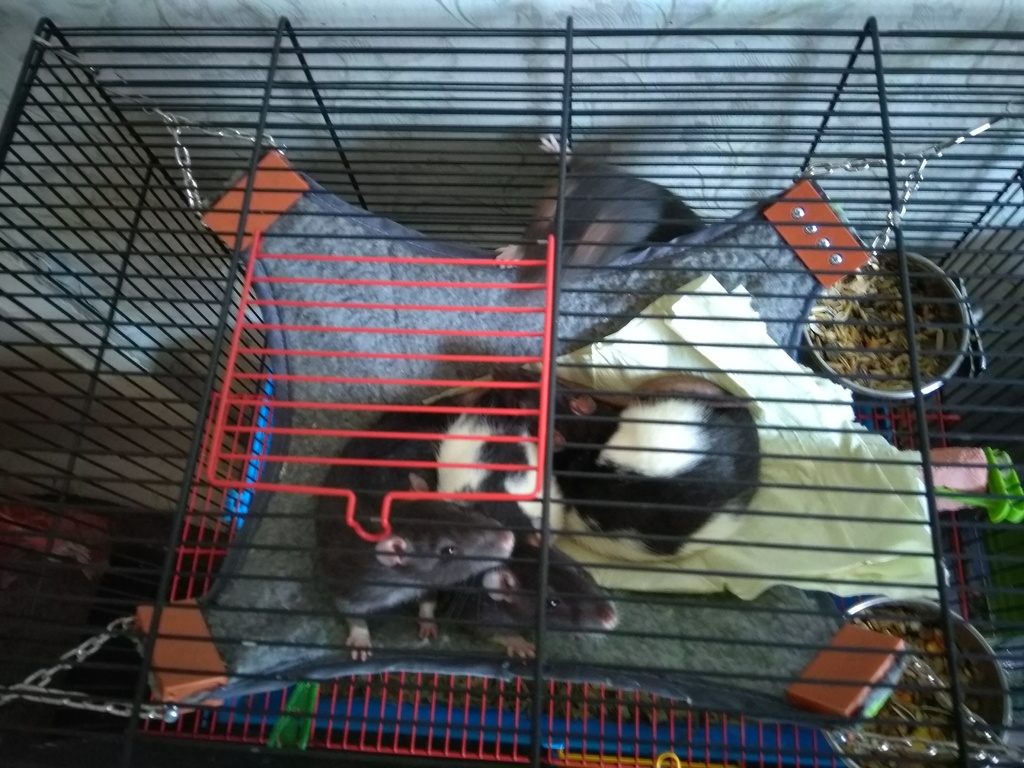 Hammock prosthesis — thumbnail 4