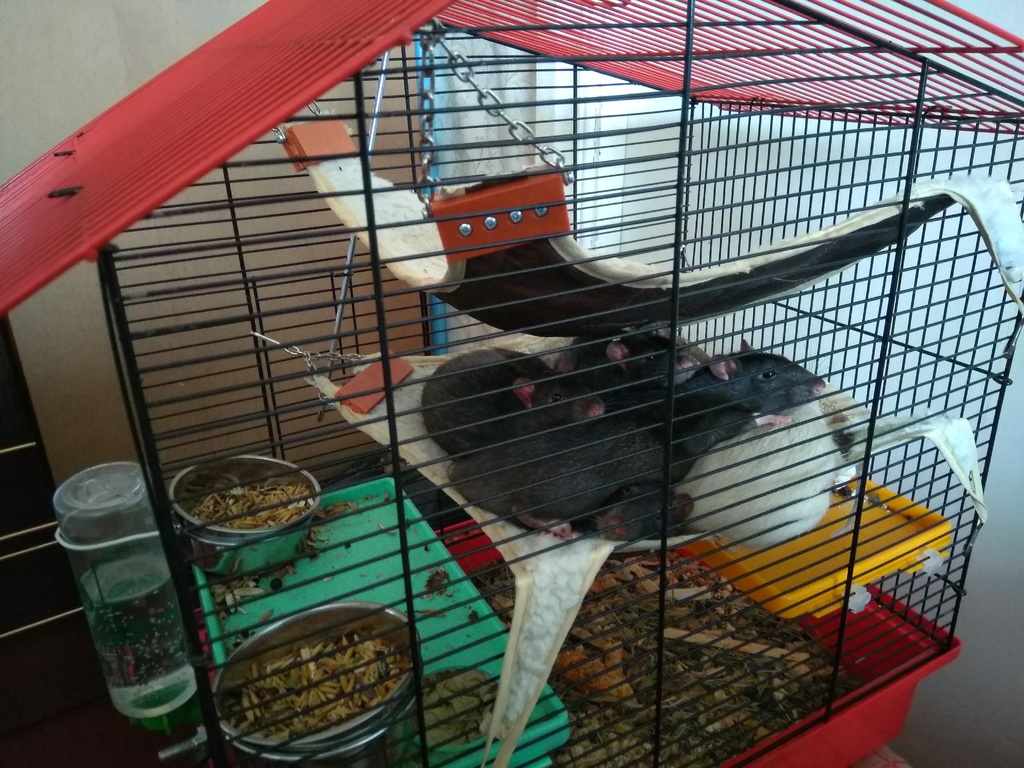 Hammock prosthesis — thumbnail 5