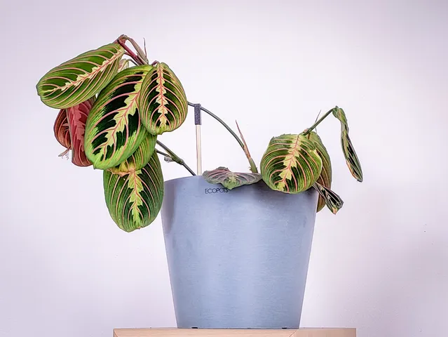 Stem supporter for indoor plants