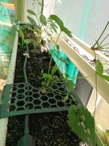 strawberry bracket on top of gutter