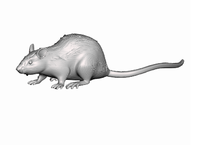 Wistar rat 3D model
