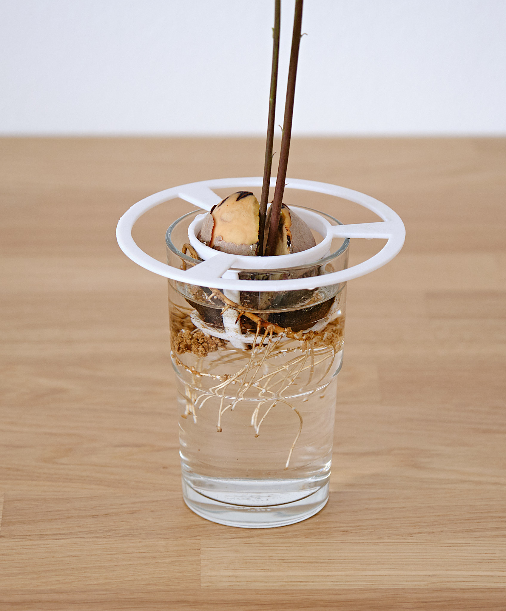 Miniatura 2 do modelo 3D Avocado Seed Starter