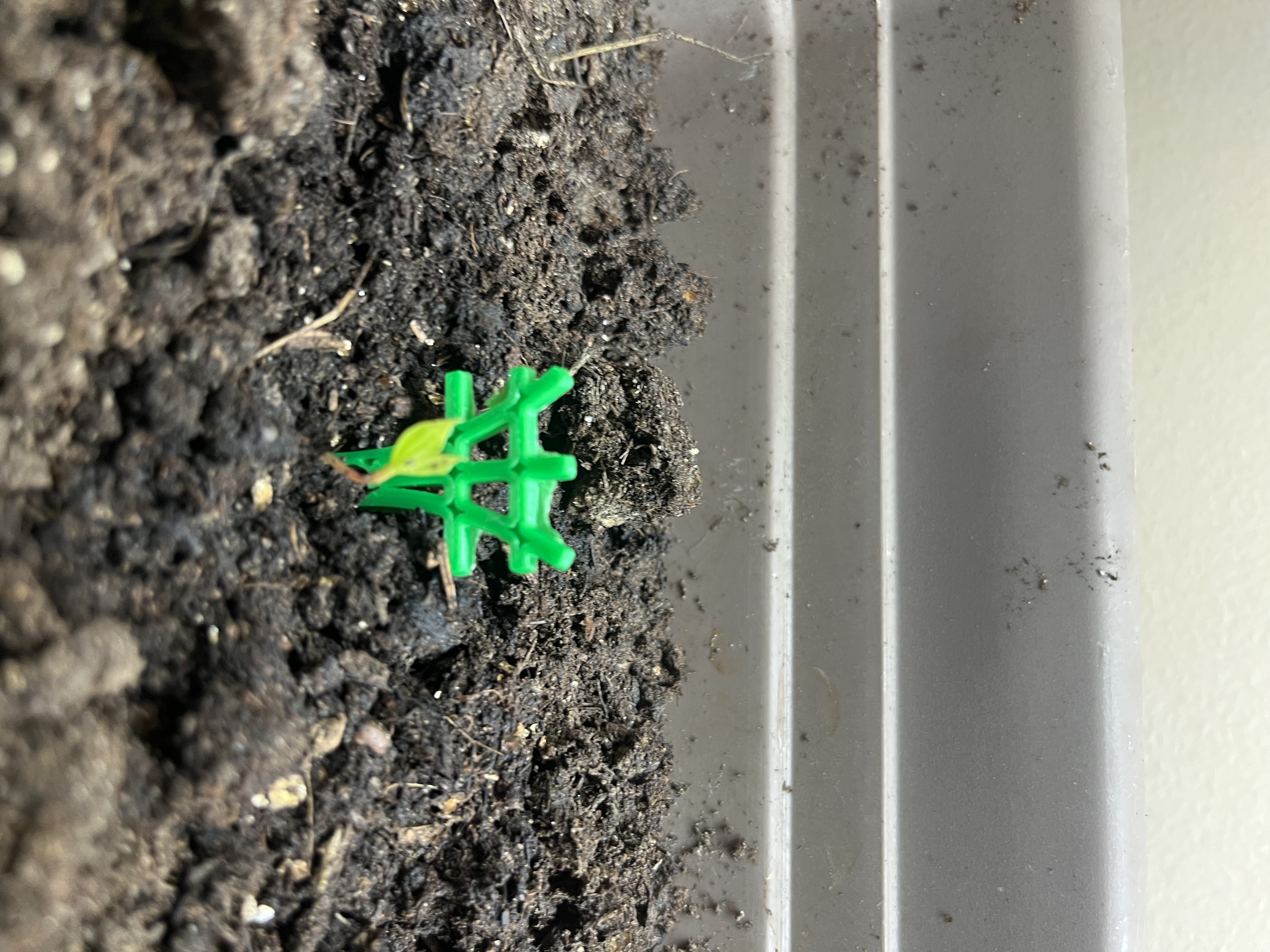 Seedling Trellis — thumbnail 3