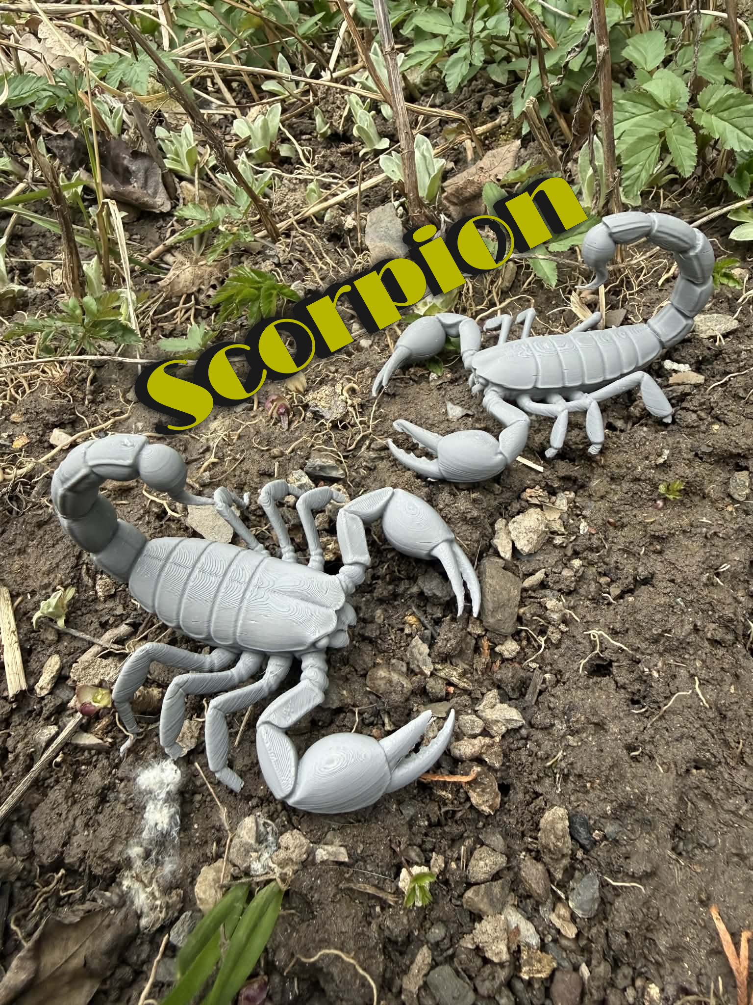Scorpion, scorpion with claws