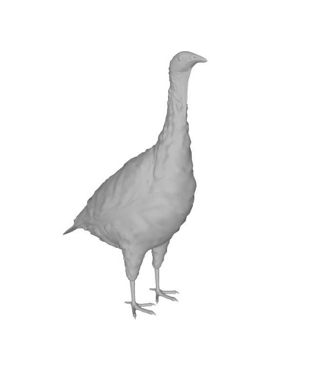 domestic turkey