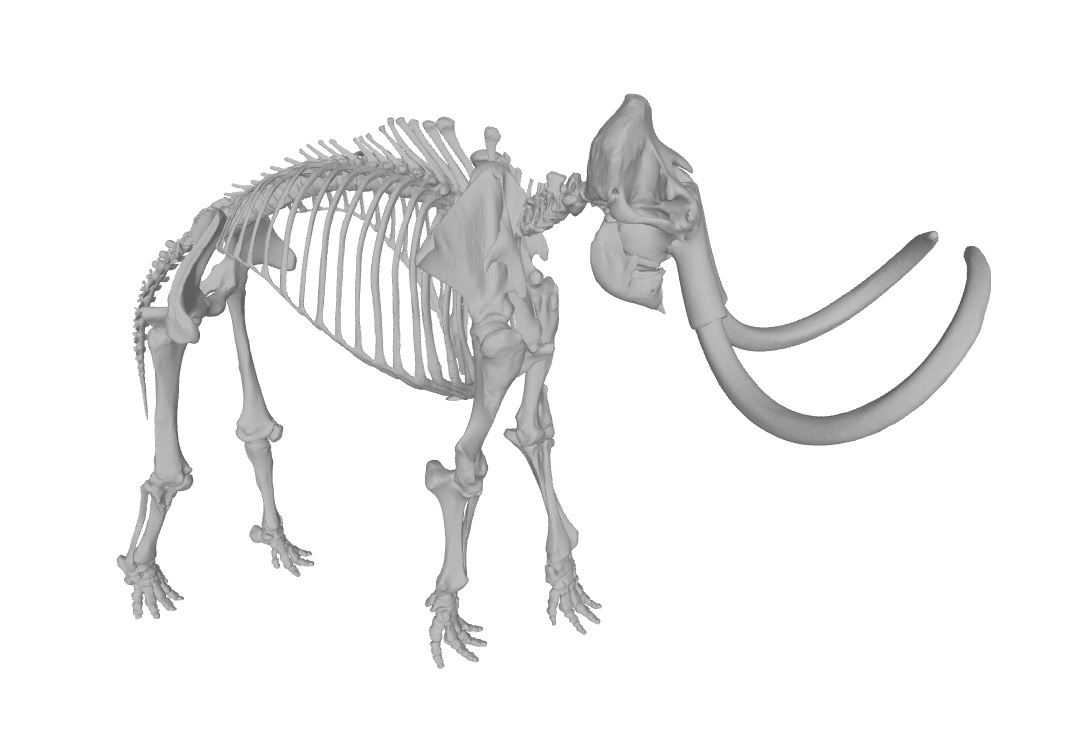 Steppe mammoth skeleton by Openair | Download free STL model ...