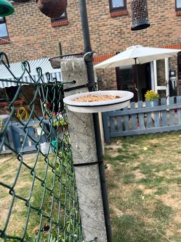 bird feeder dish