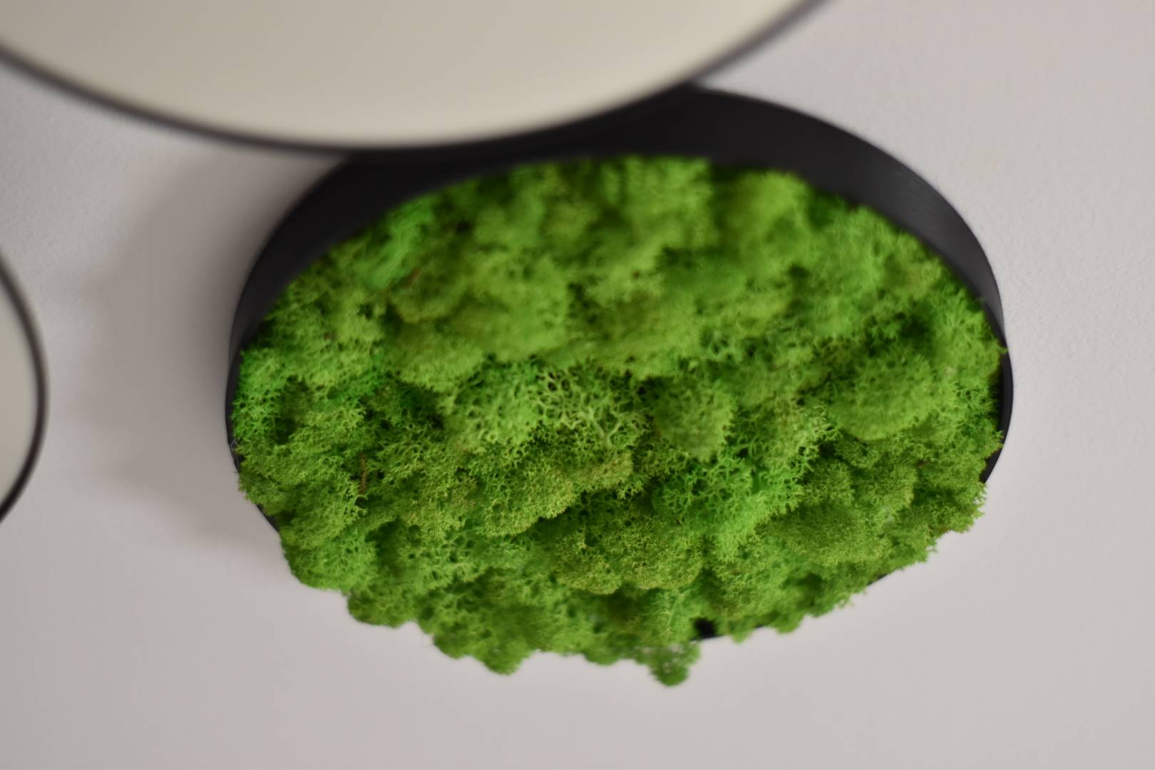 Stabilized moss frame