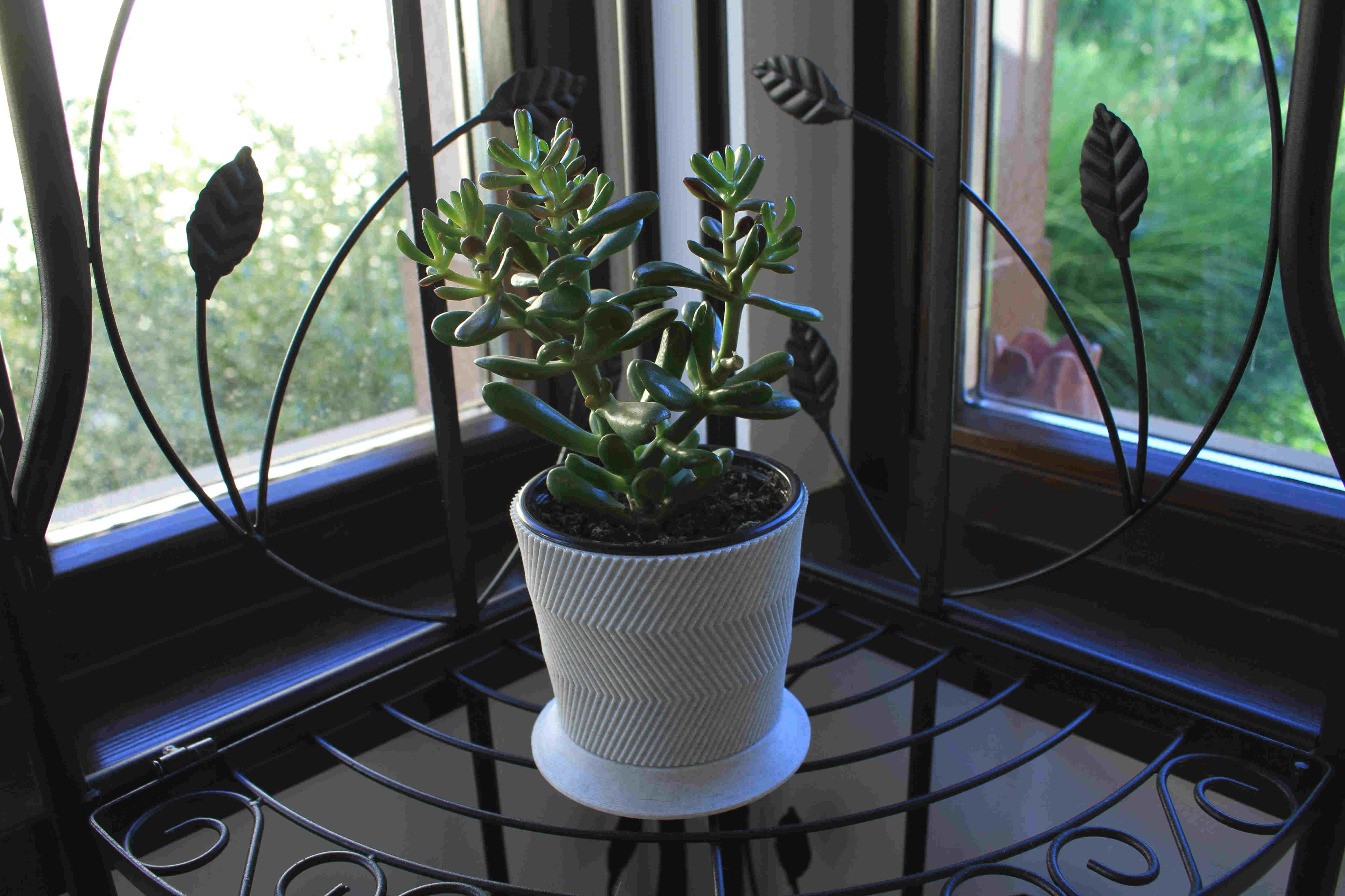 Cat "proof" Succulent Pot