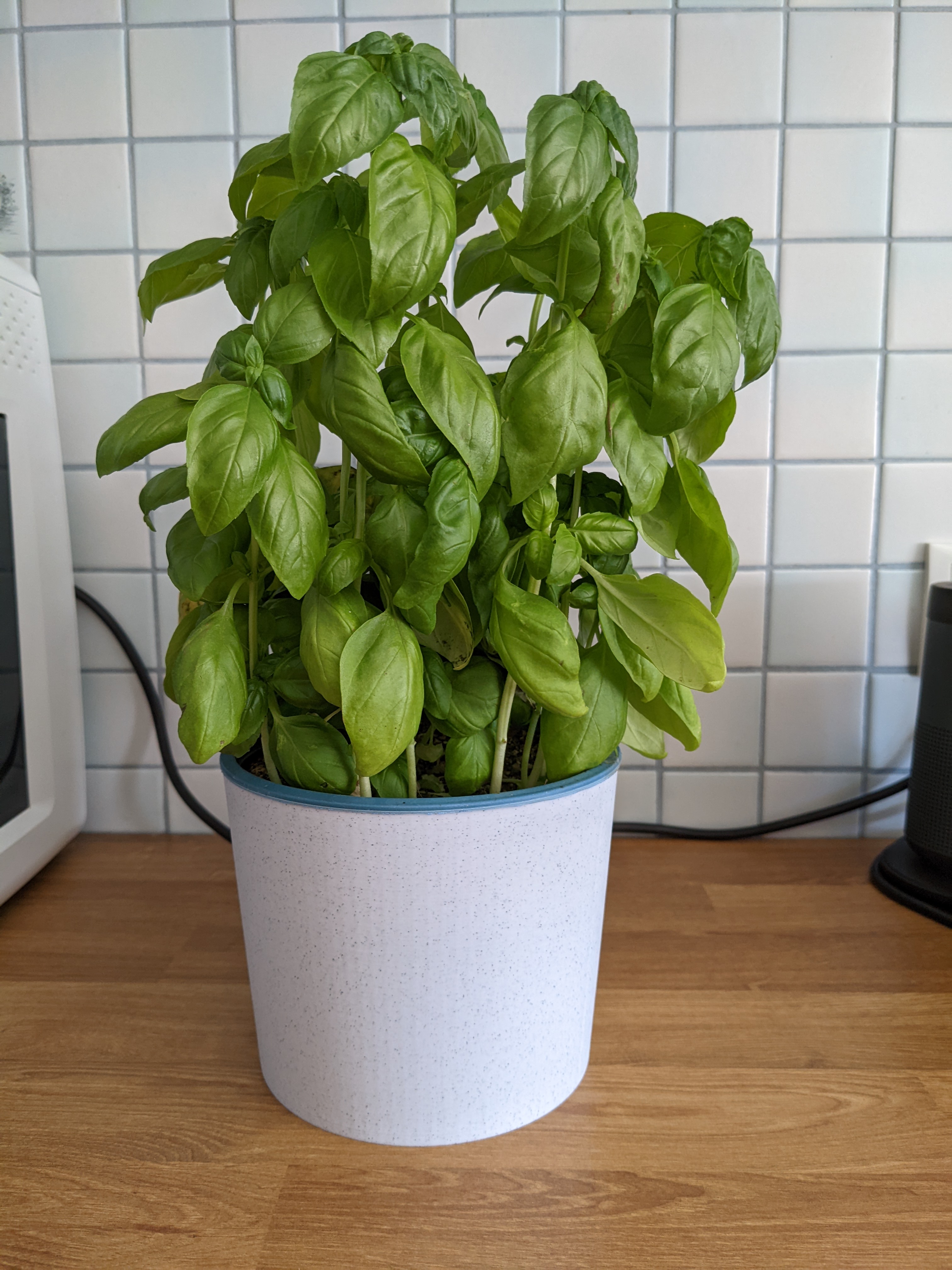 Basic Planter