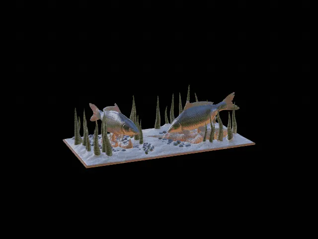 Common Carp Family Scene