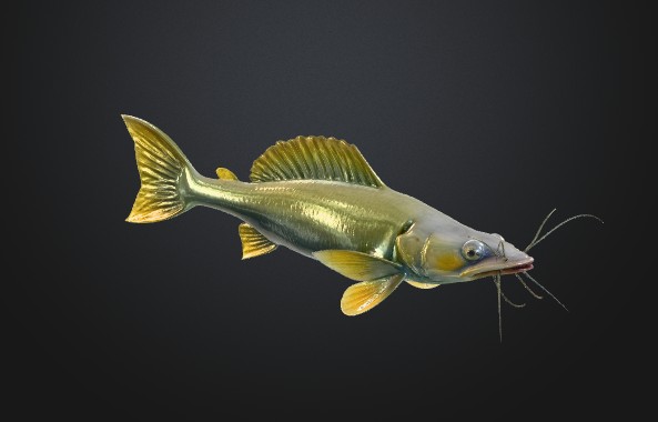CATFISH FISH SUMEC RYBA