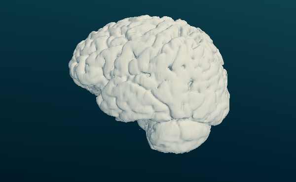 Human Brain