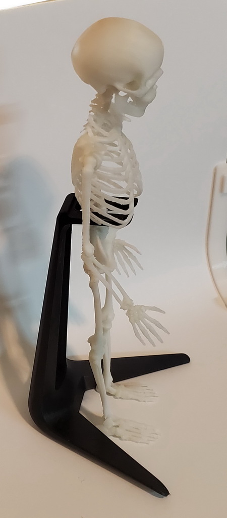 Stand for a Skeleton by ZR | Download free STL model | Printables.com