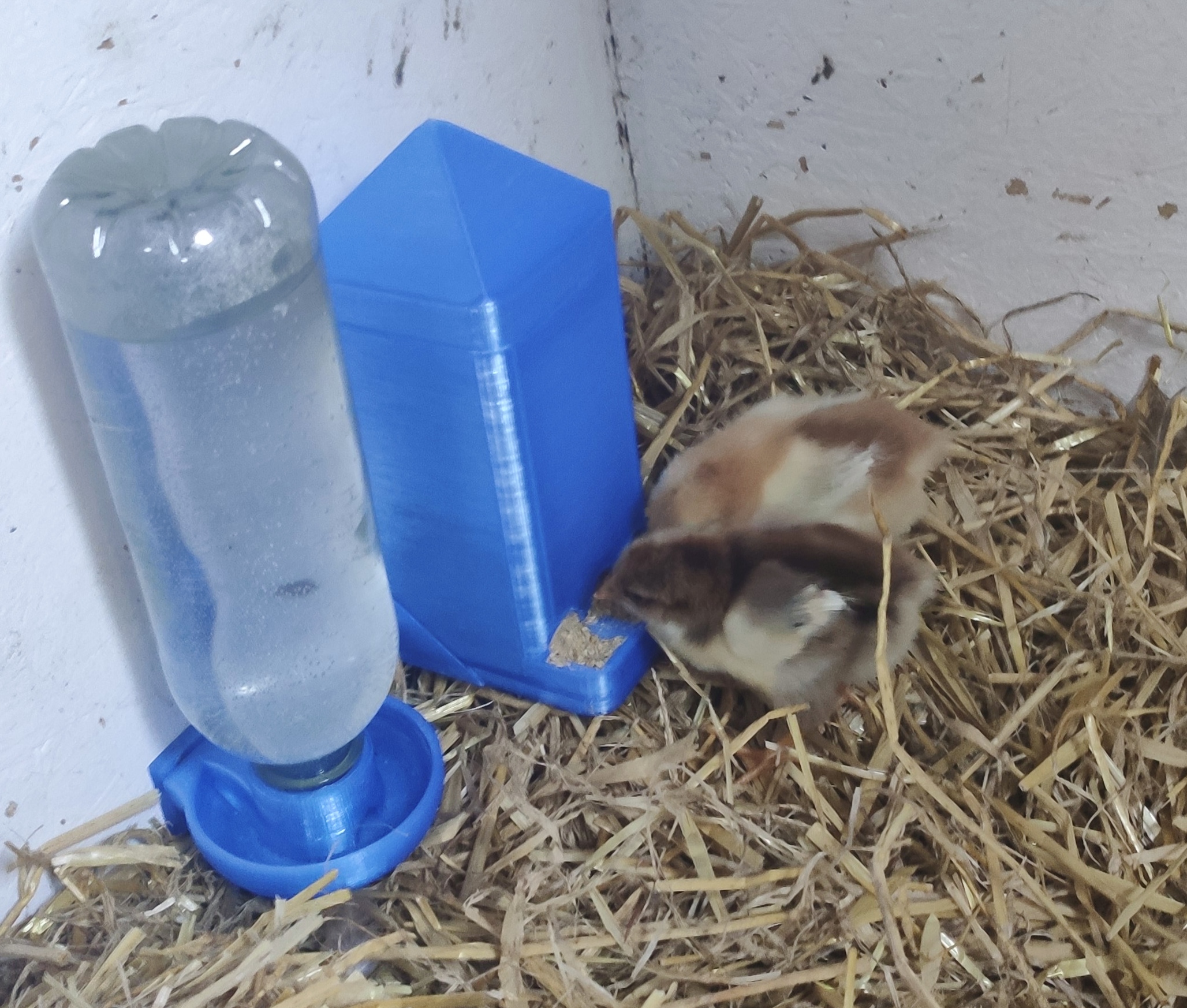 Chick feeder