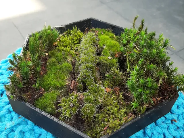 moss plate