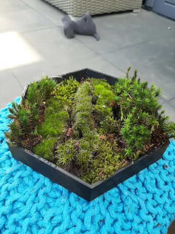 moss plate