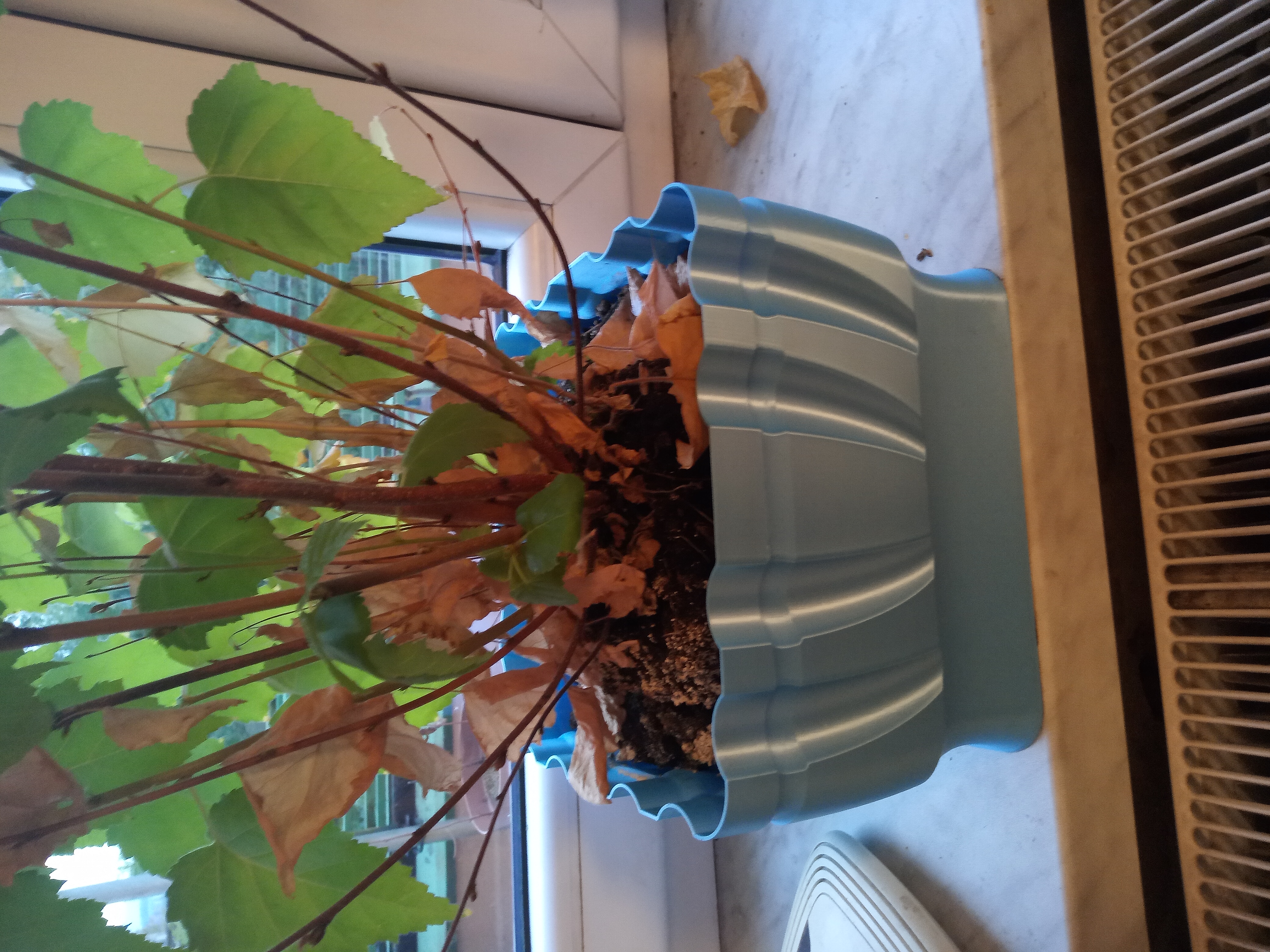 Flower pot