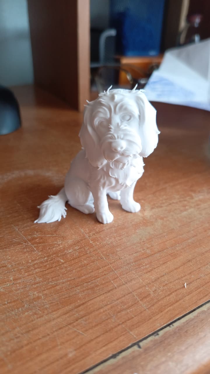 Sitted dog