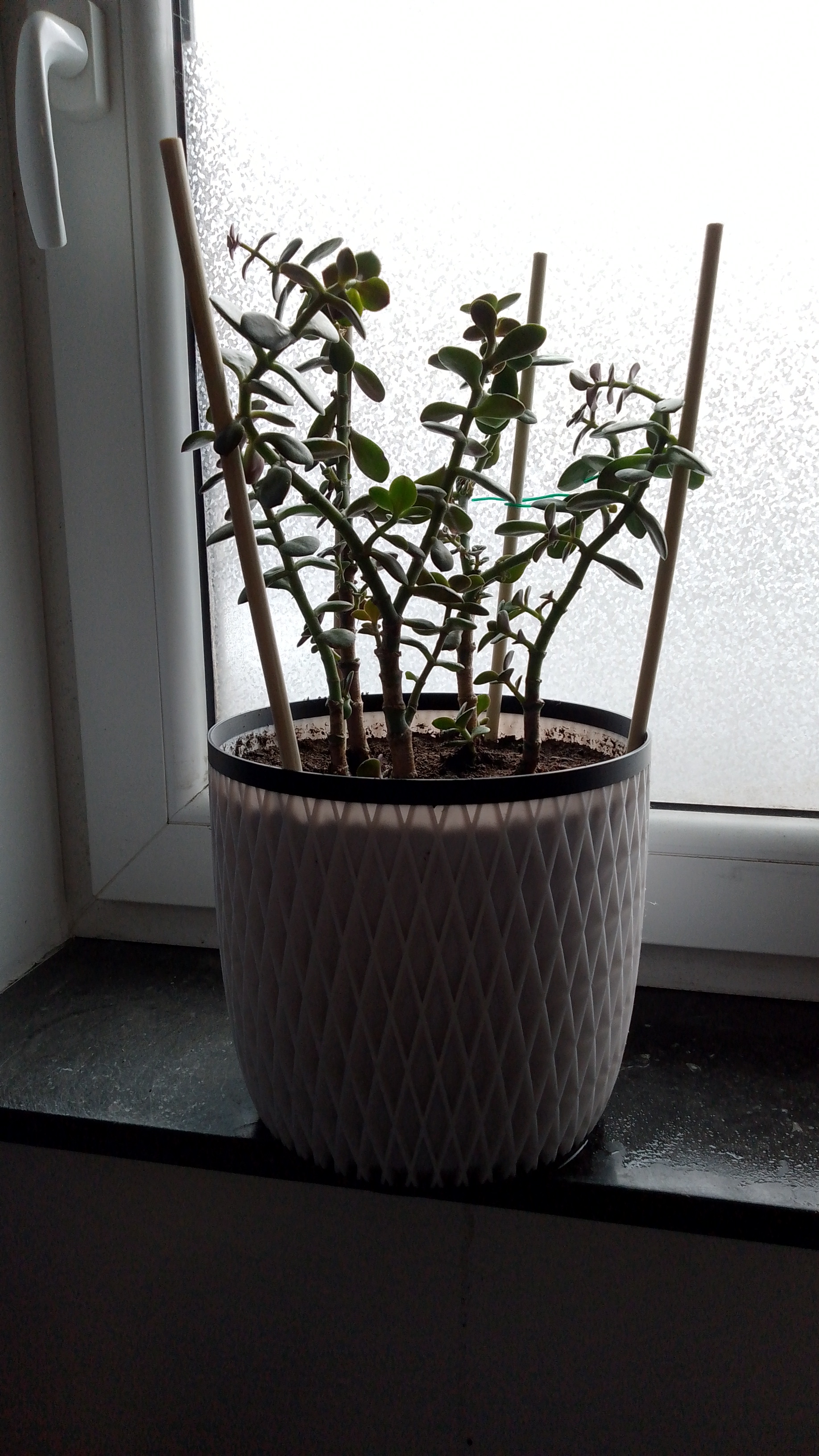 8mm modular plant support for ovata pot (5.4L)