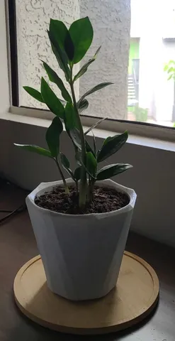 Basic Plant Pot