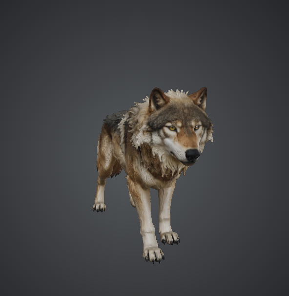 Realistic Grey Wolf – Detailed Wildlife Animal