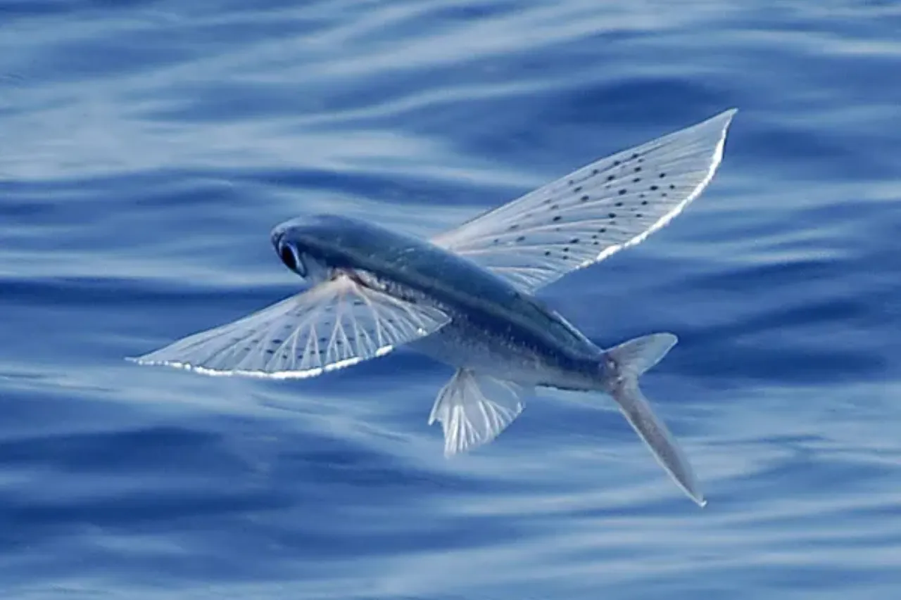 3D Printed R/C Aerobatic Glider 'FLYING FISH' by ms j