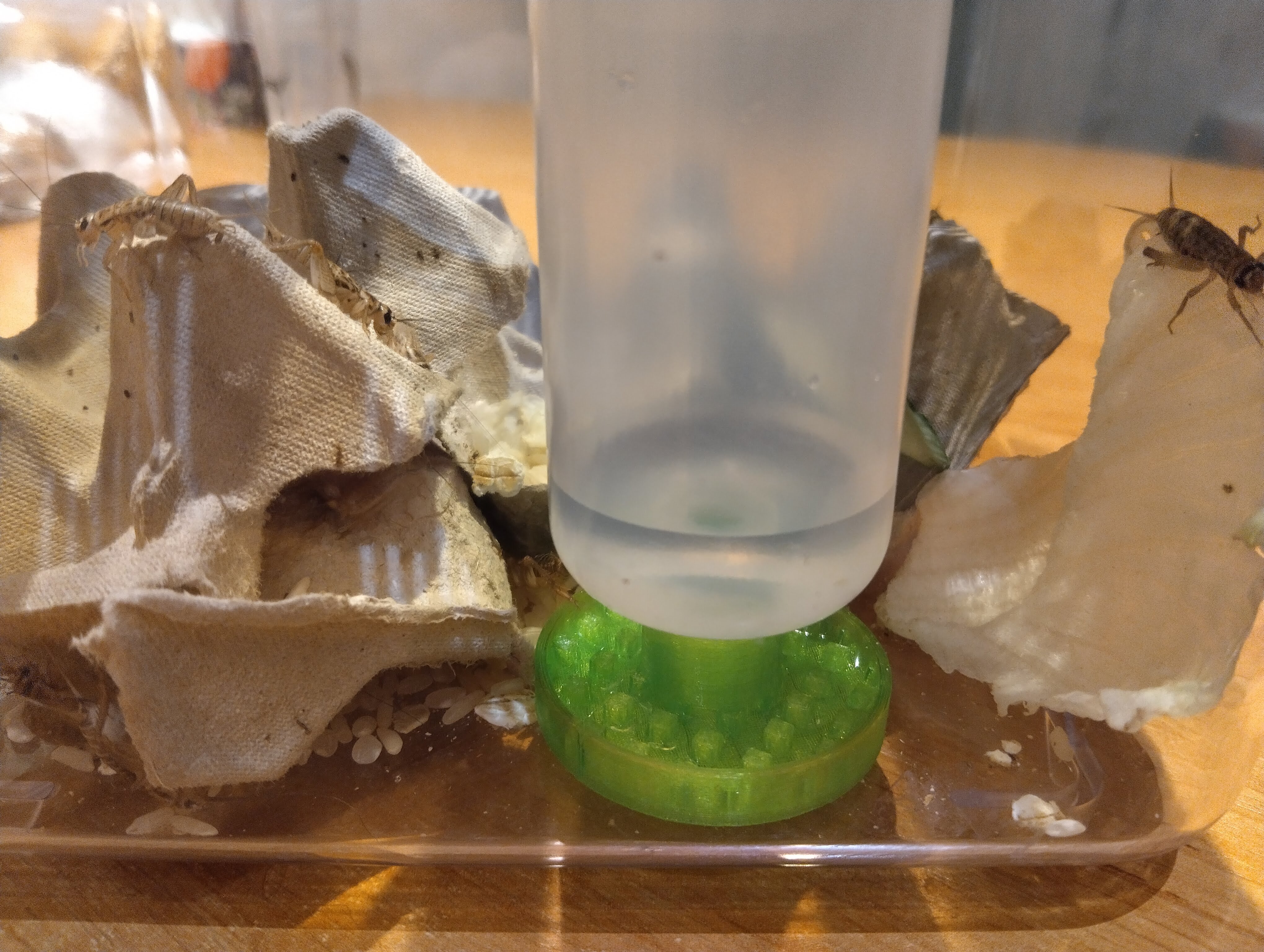Cricket & Insect Water bottle