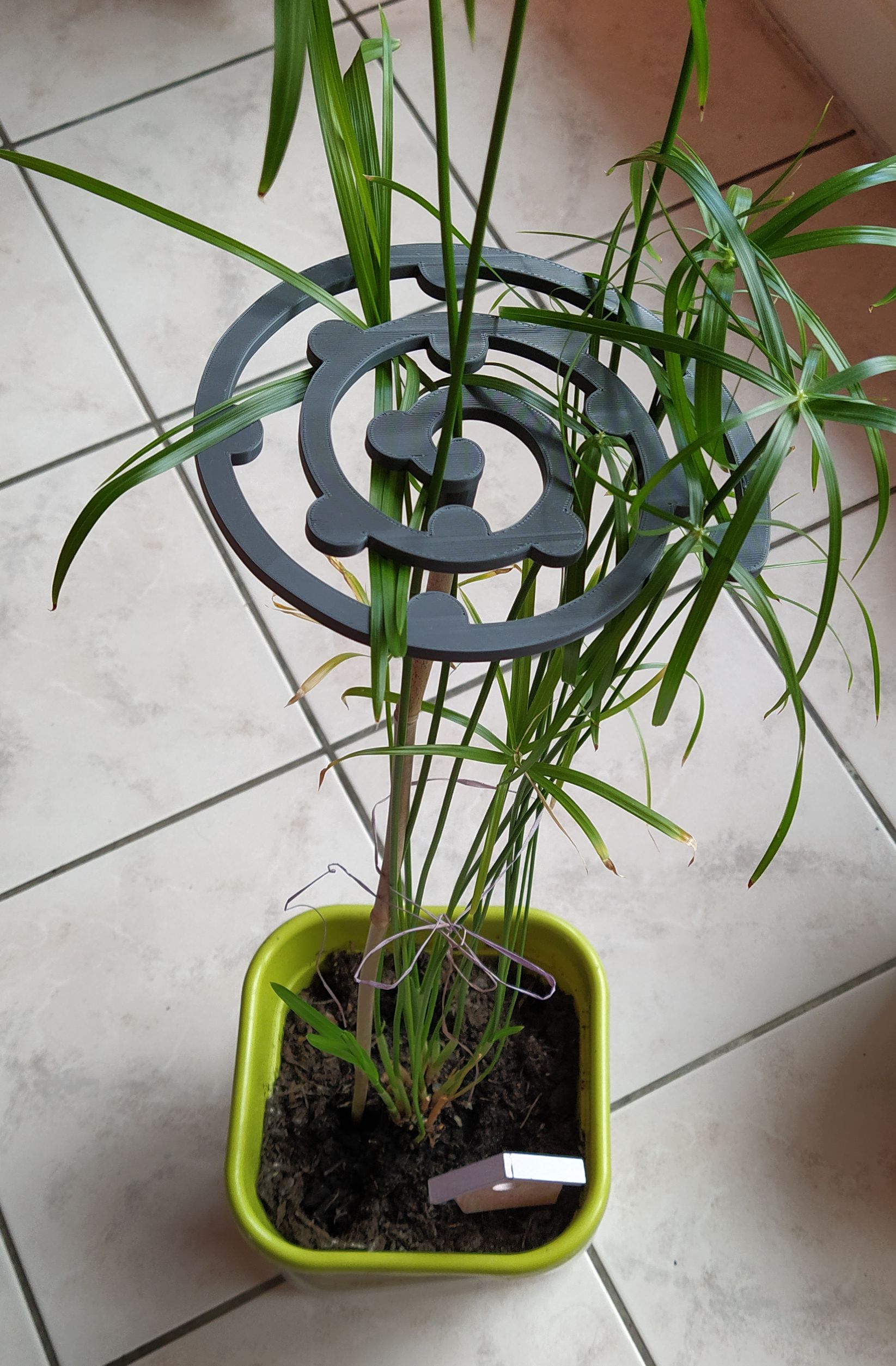 Support spiral for papyrus/cyperus plants or plants with long stems