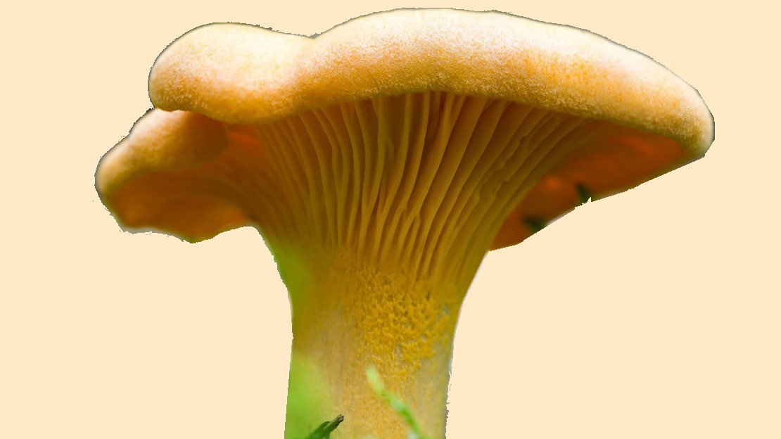 Chanterelle Mushroom