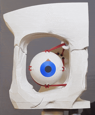 Dynamic Extraocular Muscle Simulator