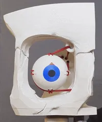 Dynamic Extraocular Muscle Simulator