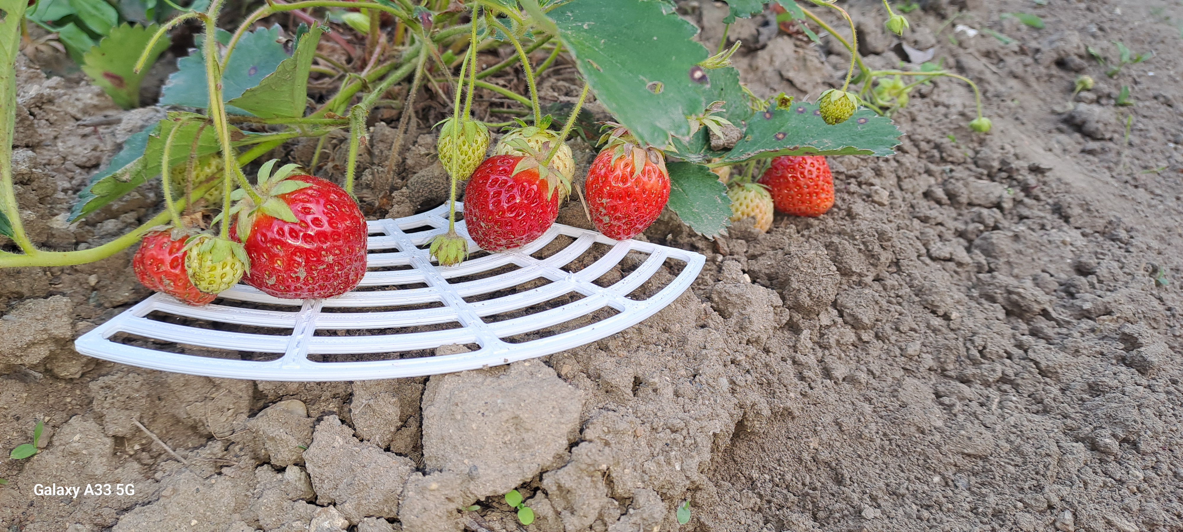 Strawberry support
