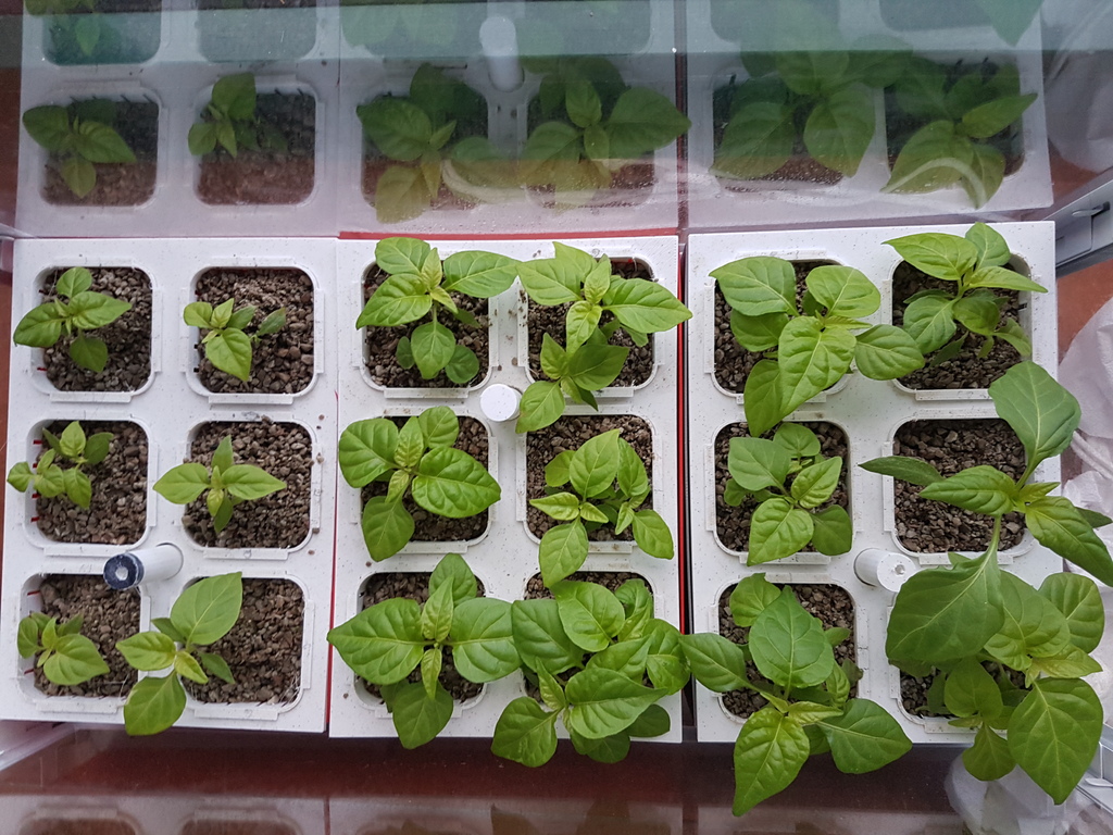 Hydroponic garden — miniatura 5
