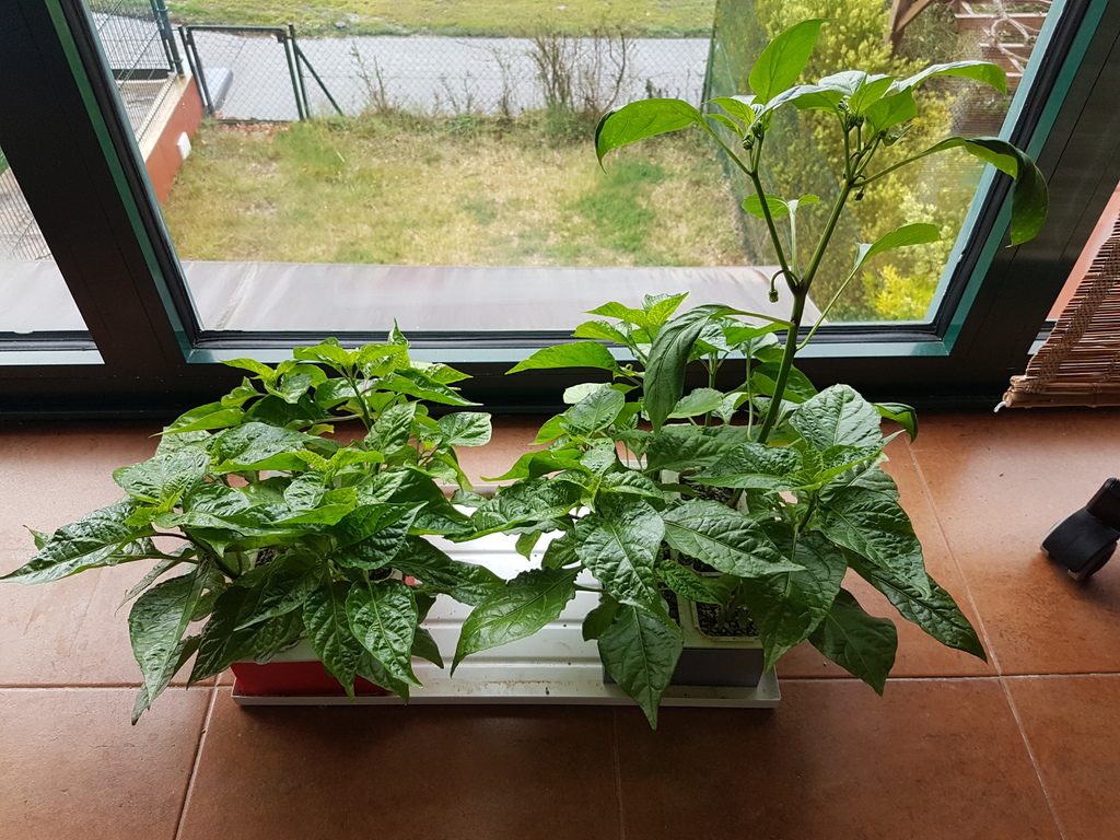 Hydroponic garden — miniatura 6