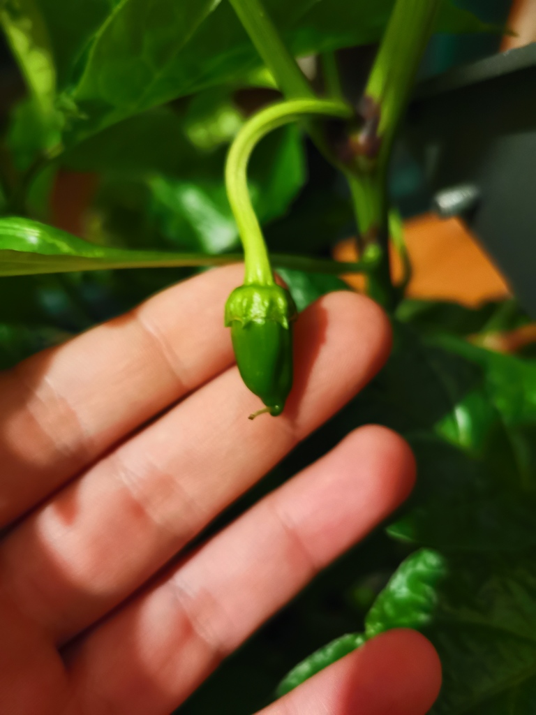Hydroponic garden — miniatura 8