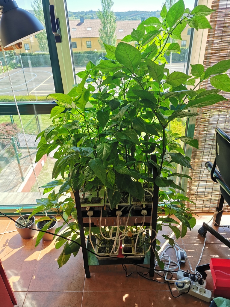 Hydroponic garden — miniatura 9