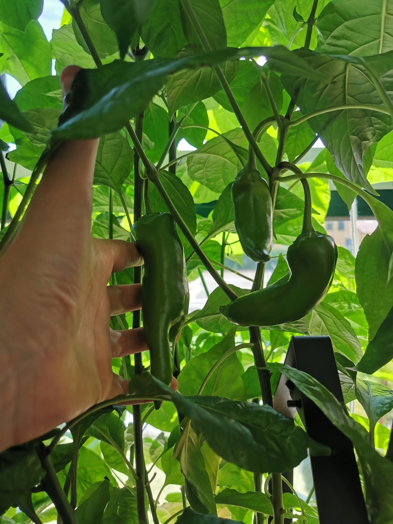 Hydroponic garden — miniatura 10