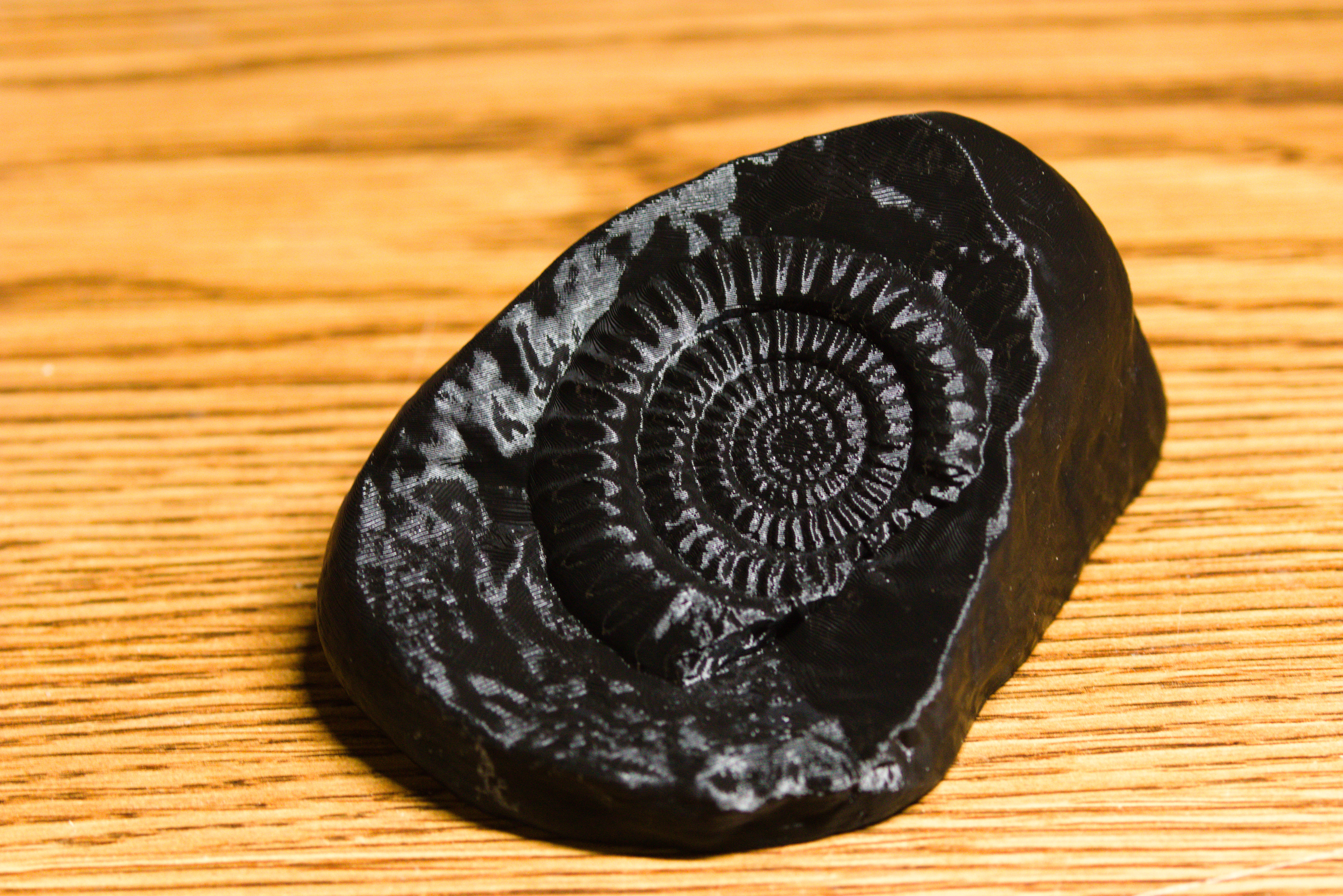 Ammonite Fossil