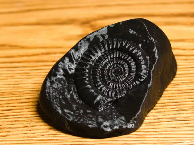 Ammonite Fossil