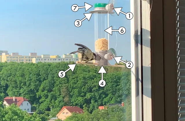 Tit bird feeder attached to a window pane