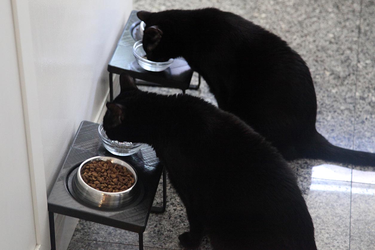 Cat Dish Stand by Josh Download free STL model