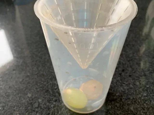 fruit fly trap / Fruchtfliegen fänger